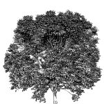 VT_Acer_pseudoplatanus