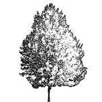 VT_Acer_rubrum