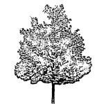 VT_Acer_rubrum_october_glory