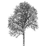 VT_Acer_saccharinum_alb