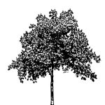 VT_Aesculus_carnea