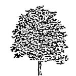 VT_Aesculus_hippocas_bauman