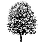 VT_Aesculus_hippocastanum