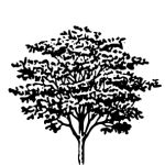 VT_Albizia_julibrissin
