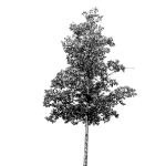 VT_Alnus_spaethii