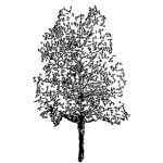 VT_Betula_pendula