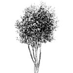 VT_Betula_pendula_utilis_dor