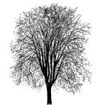 VT_Carpinus_betulus