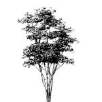 VT_Cedrela_sinensis_flamingo