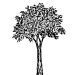 VT_Celtis_australis