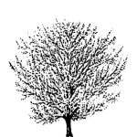 VT_Cercis_canadensis