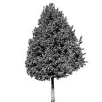 VT_Corylus_colurna