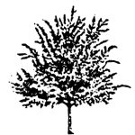 VT_Crataegus_laeviagata_paul_scarlet