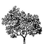 VT_Ficus_carica