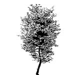 VT_Fraxinus_ornus