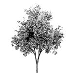 VT_Gleditsia_triac_inermis