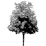 VT_Gleditsia_triac_skyline