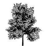VT_Gleditsia_triac_sunburst
