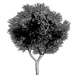 VT_Gleditsia_triacanthos
