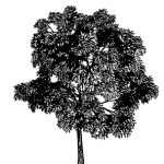 VT_Juglans_nigra