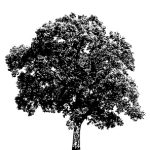 VT_Koelreuteria_paniculata