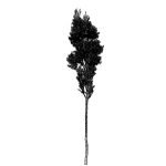 VT_Koelreuteria_paniculata_fastigiata