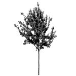 VT_Lagerstroemia_indica_albero