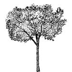 VT_Ligustrum_japonicum