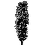 VT_Liquidambar_styrac_slender_sil
