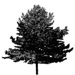VT_Liquidambar_styrac_worplesdon
