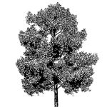 VT_Liquidambar_styraciflua
