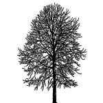 VT_Liriodendron_tulipifera