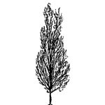 VT_Liriodendron_tulipifera_fastig