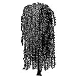 VT_Morus_alba_pendula