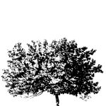 VT_Morus_nigra