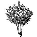 VT_Morus_nigra_Wellington
