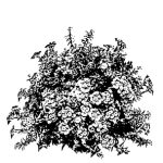 VT_Nerium_oleander_cesp