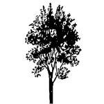 VT_Ostrya_carpinifolia