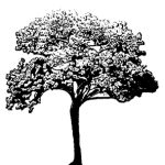 VT_Paulownia_tomentosa