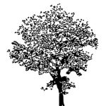 VT_Platanus_acerif_El_Gordo