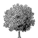 VT_Platanus_acerifolia