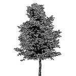 VT_Platanus_orientalis