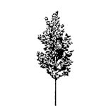 VT_Platanus_orientalis_cuneata