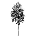 VT_Populus_alba_nivea