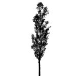 VT_Populus_nigra_italica
