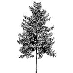 VT_Populus_tremula