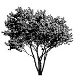 VT_Prunus_accolade