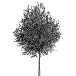 VT_Prunus_ceras_pissardii_albero