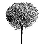 VT_Prunus_fruticosa_globosa