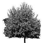 VT_Prunus_padus_Watereri